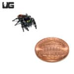 Bold Jumping Spider (Phidippus audax) For Sale - Underground Reptiles