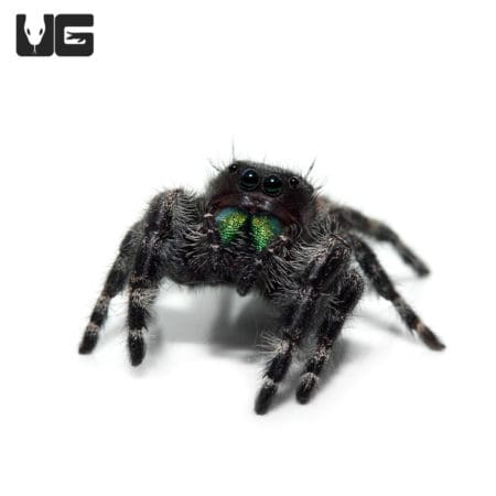 Bold Jumping Spider (Phidippus audax) For Sale - Underground Reptiles
