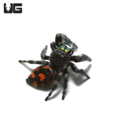 Bold Jumping Spider (Phidippus audax) For Sale - Underground Reptiles