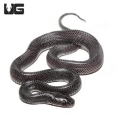 C.B. Baby African File Snake (Gonionotophis Capensis) For Sale - Underground Reptiles
