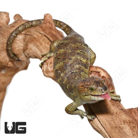 Baby Monkey Tail Skinks (Corucia zebrata) For Sale - Underground Reptiles