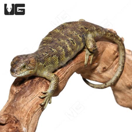Baby Monkeytail Skink, reptile, exotic pet, lizard, skink, wildlife, pet reptile, natural habitat, a.