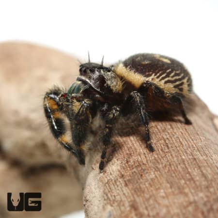 Canopy Jumping Spider (Phidippus otiosus) For Sale - Underground Reptiles