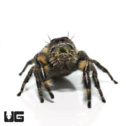 Canopy Jumping Spider (Phidippus otiosus) For Sale - Underground Reptiles