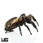 Canopy Jumping Spider (Phidippus otiosus) For Sale - Underground Reptiles