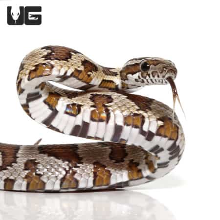 Baby Caramel Cornsnake For Sale - Underground Reptiles