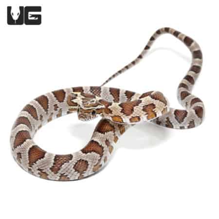 Baby Caramel Cornsnake For Sale - Underground Reptiles
