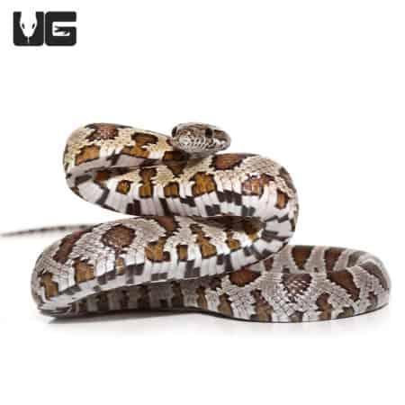 Baby Caramel Cornsnake For Sale - Underground Reptiles