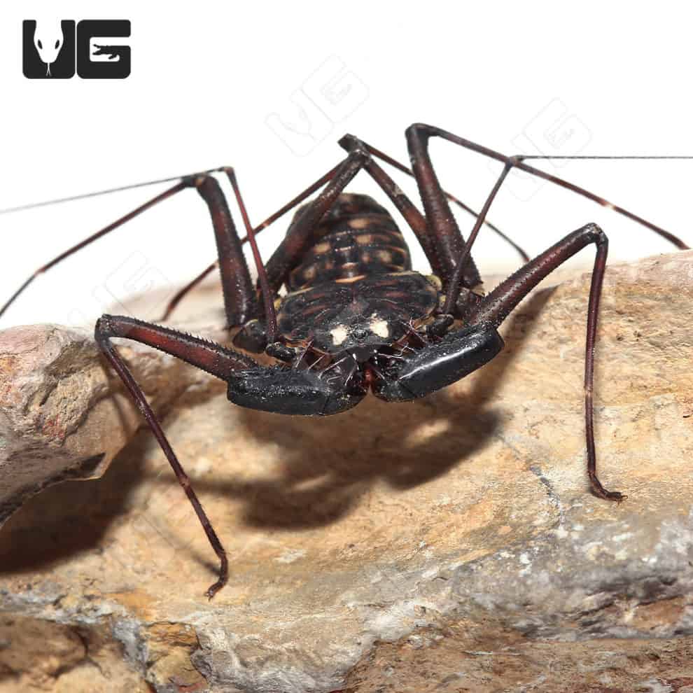 Central American Tailless Whip Scorpions For Sale Underground Reptiles