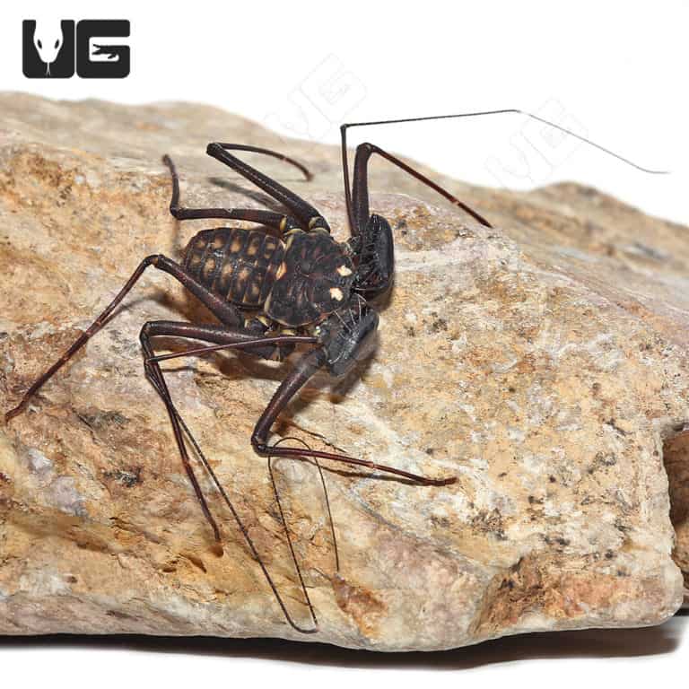 Central American Tailless Whip Scorpions For Sale Underground Reptiles