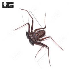 Central American Tailless Whip Scorpions (Damon variegatus) For Sale - Underground Reptiles