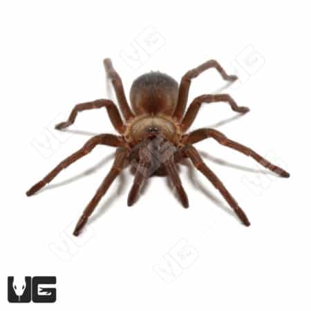 Dwarf Colombian Blue Tarantula, 0.5 to 75 inches, in natural habitat.