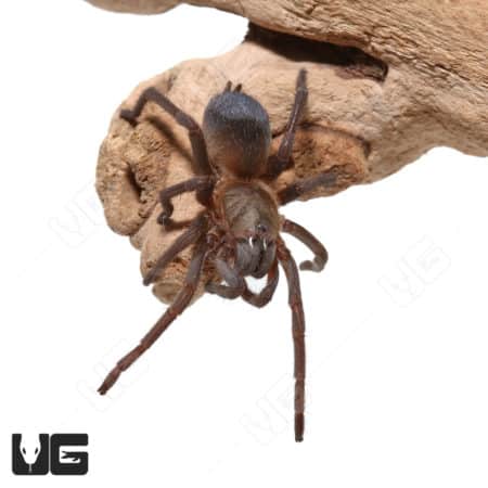 Close-up of Colombian Dwarf Blue Tarantula on wood.