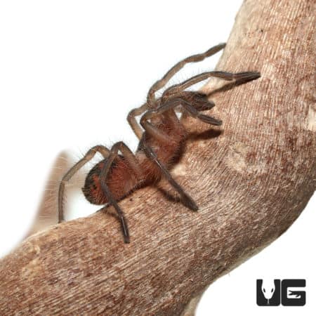 Costa Giant Birdeater Tarantula (Pamphobbeteus Sp. Costa) For sale - Underground Reptiles