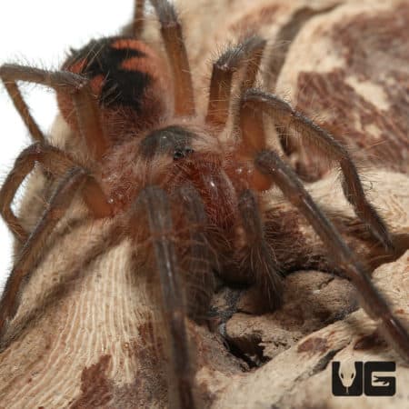 Costa Giant Birdeater Tarantula (Pamphobbeteus Sp. Costa) For sale - Underground Reptiles