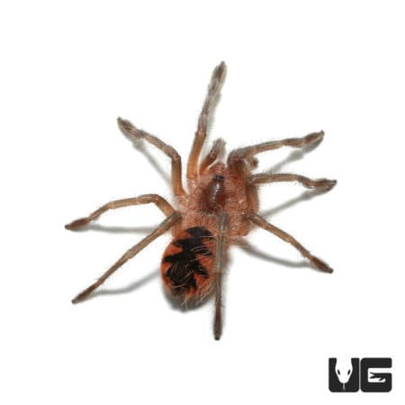 Costa Giant Birdeater Tarantula (Pamphobbeteus Sp. Costa) For sale - Underground Reptiles