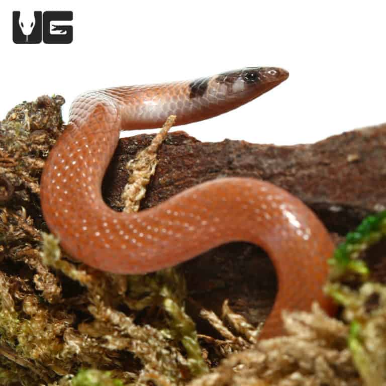 Southeastern crown snakes (Tantilla coronata) For Sale - Underground ...