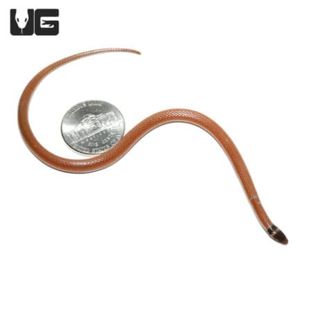 Southeastern crown snakes (Tantilla coronata) For Sale - Underground Reptiles