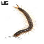 Eastern Bark Centipede (Hemiscolopendra marginata) For Sale - Underground Reptiles