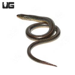 Eastern Legless Lizards (Thamnophis sirtalis) For Sale - Underground ...