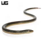 Eastern Legless Lizards (Thamnophis sirtalis) For Sale - Underground Reptiles