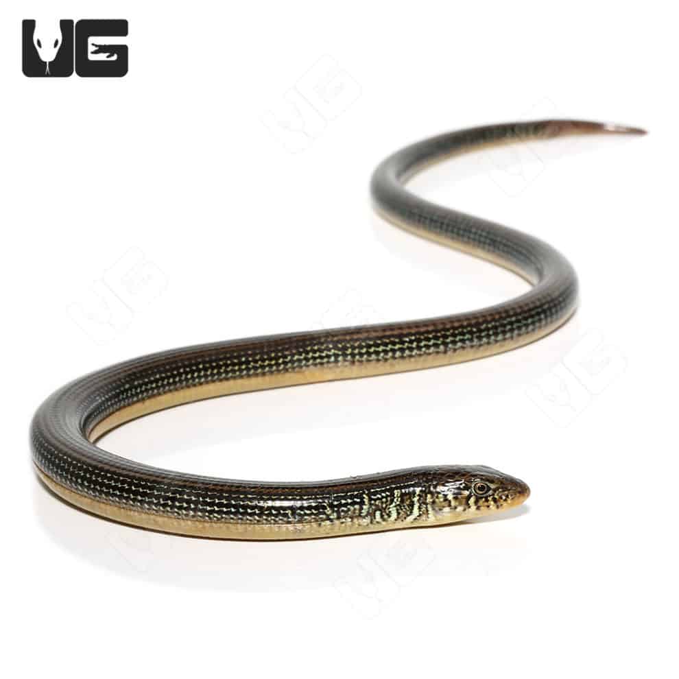 Eastern Legless Lizards (Thamnophis sirtalis) For Sale Underground