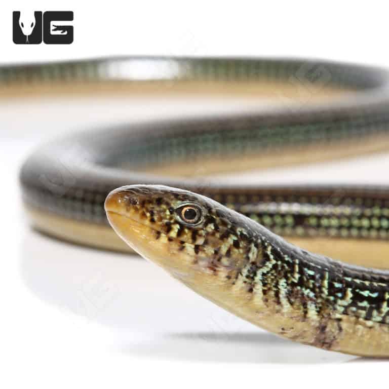 Eastern Legless Lizards (Thamnophis sirtalis) For Sale Underground