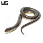 Eastern Legless Lizards (Thamnophis sirtalis) For Sale - Underground Reptiles