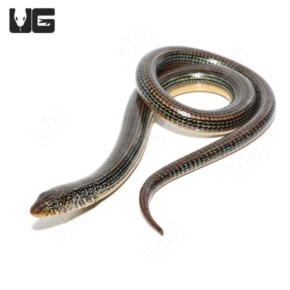 Eastern Legless Lizards (Thamnophis sirtalis) For Sale Underground