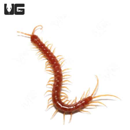Eastern Red Centipede (Scolopocryptops sexspinosus) For Sale - Underground Reptiles