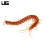 Eastern Red Centipede (Scolopocryptops sexspinosus) For Sale - Underground Reptiles