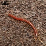 Eastern Red Centipede (Scolopocryptops sexspinosus) For Sale - Underground Reptiles