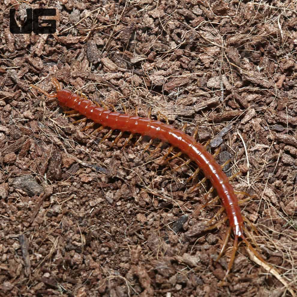 Eastern Red Centipede (Scolopocryptops sexspinosus) For Sale