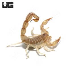 Egyptian Yellow Fat Tail Scorpion - Underground Reptiles