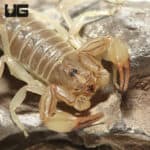 Egyptian Yellow Fat Tail Scorpion (Androctonus amoreuxi) For Sale - Underground Reptiles