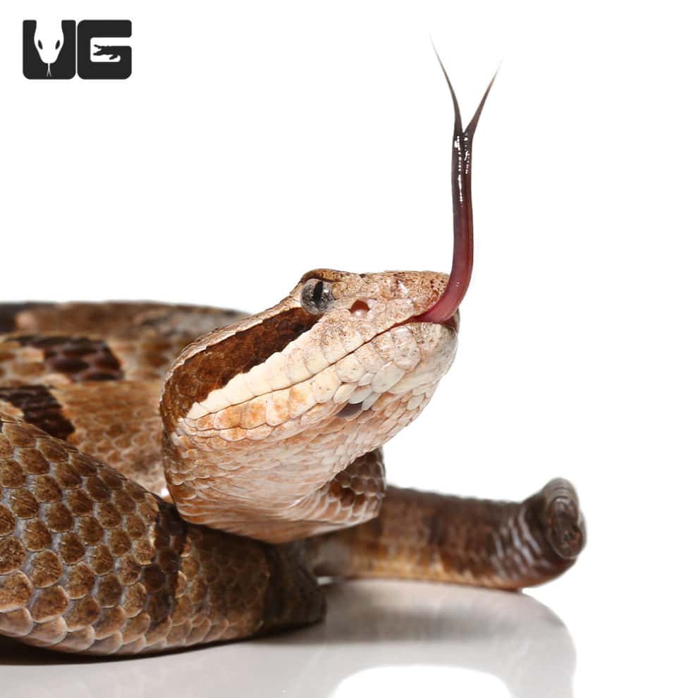 Female Durango Mountain Rattlesnake (Crotalus maculosus) For Sale