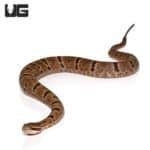 Female Durango Mountain Rattlesnake (Crotalus maculosus) For Sale - Underground Reptiles