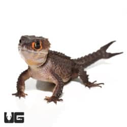Red Eyed Crocodile Skinks (Tribolonotus gracilis) For Sale - Underground Reptiles