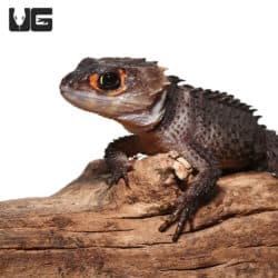 Red Eyed Crocodile Skinks (Tribolonotus gracilis) For Sale - Underground Reptiles