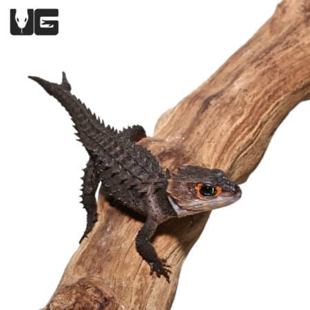 Red Eyed Crocodile Skinks (Tribolonotus gracilis) For Sale - Underground Reptiles