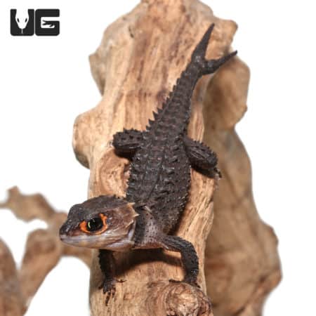 Red Eyed Crocodile Skinks (Tribolonotus gracilis) For Sale - Underground Reptiles