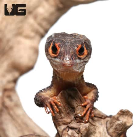 Red Eyed Crocodile Skinks (Tribolonotus gracilis) For Sale - Underground Reptiles