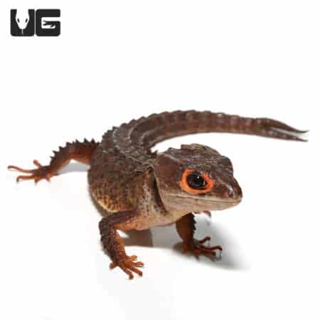 Red Eyed Crocodile Skinks (Tribolonotus gracilis) For Sale - Underground Reptiles