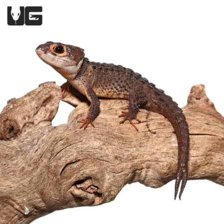 Red Eyed Crocodile Skinks (Tribolonotus gracilis) For Sale - Underground Reptiles