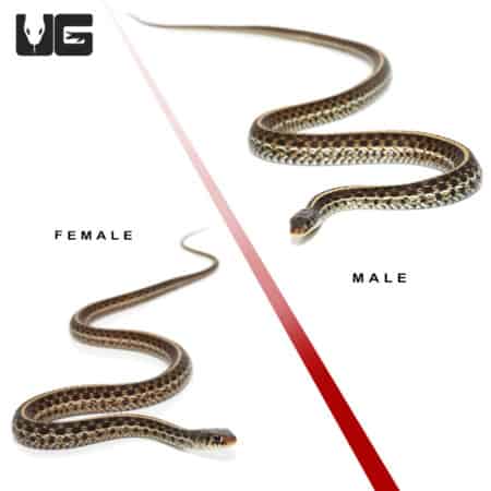 Male and female Florida garter snakes side by side, showing size difference.