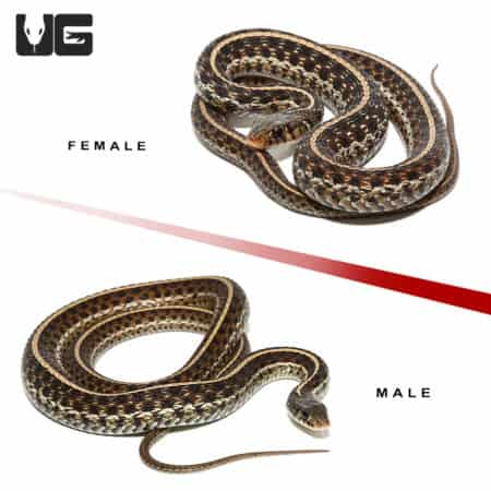 Florida Blue Garter Snakes (Thamnophis sirtalis similis) For Sale - Underground Reptiles