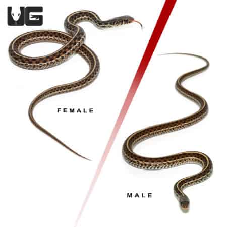 Close-up of Florida garter snake pair, showing female and male with detailed scales.