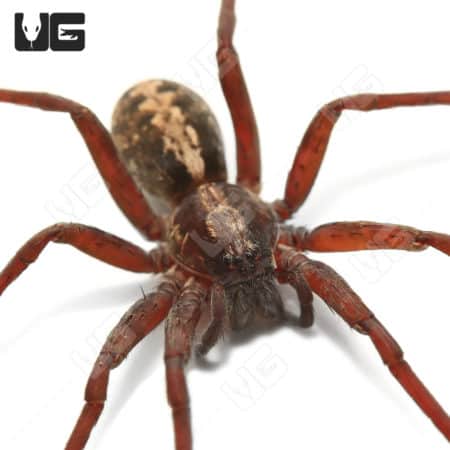 Florida Wandering Spider (Ctenus captiosus) For sale - Underground Reptiles