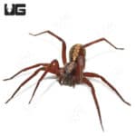 Florida Wandering Spider (Ctenus captiosus) For sale - Underground Reptiles