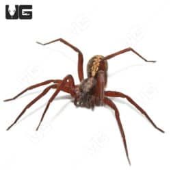 Florida Wandering Spider (Ctenus captiosus) For sale - Underground Reptiles
